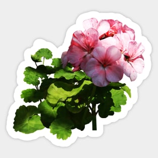 Geraniums - Pale Pink Geranium Sticker